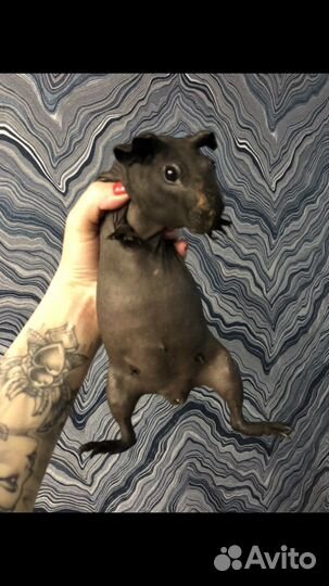 Морская свинка скинни