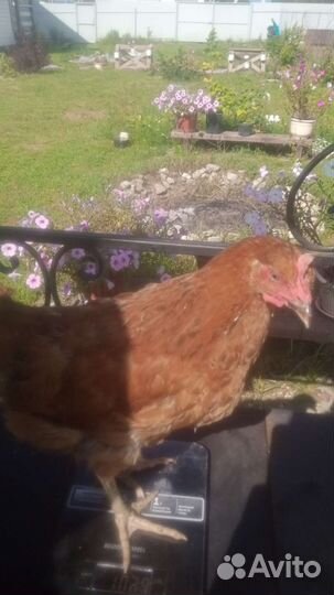 Молодые петушки Кучинской Юбилейной