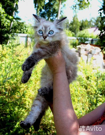 Котята мальчики 3 мес