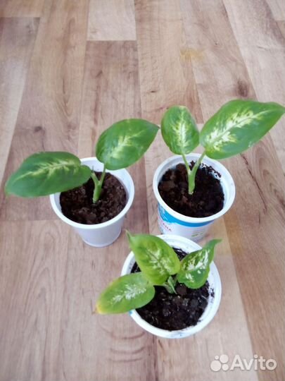 Диффенбахия