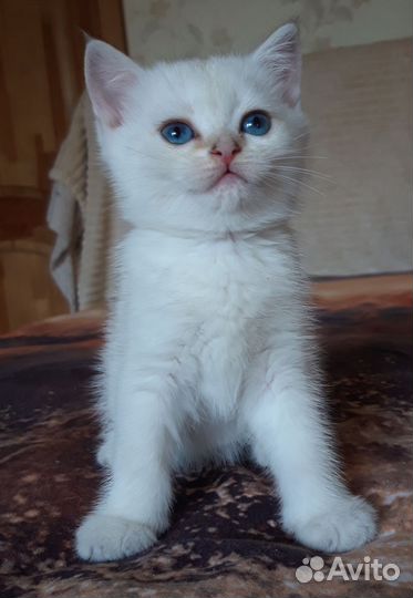 Британские котята