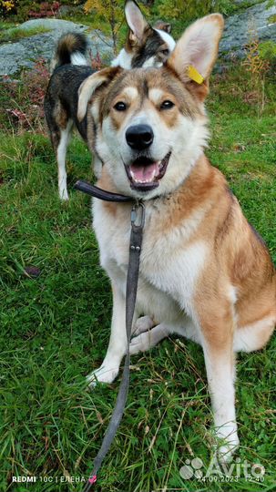 Собака в добрые руки