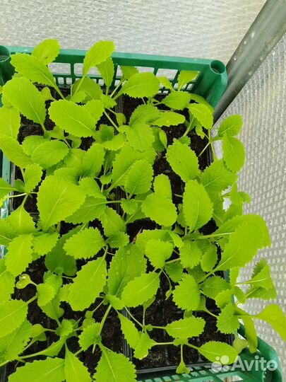 Пекинская капуста рассада