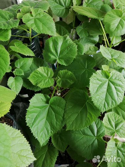 Саженцы Адамова дерева