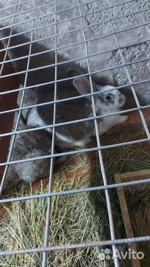 Кролики, Мясо кролика