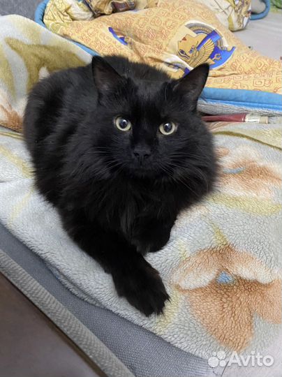 Кошка Пашка в добрые руки