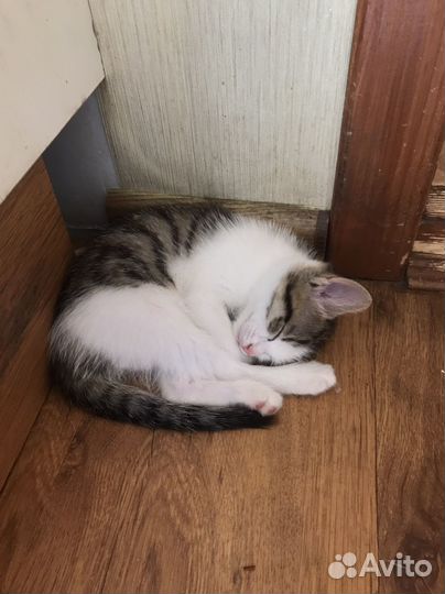 Милые котятки