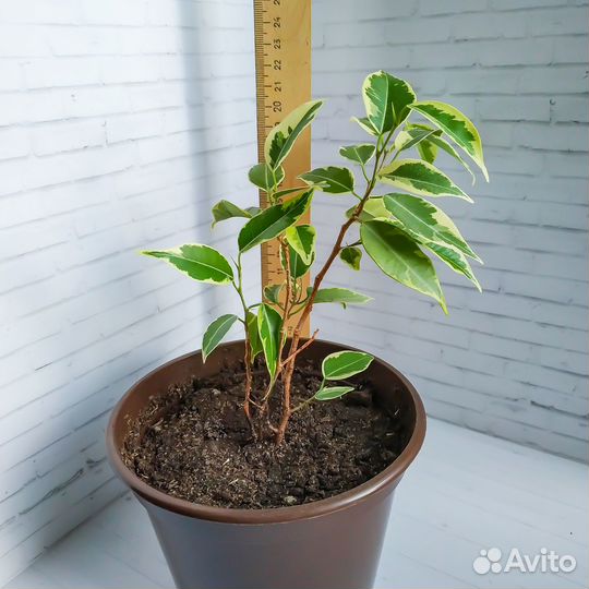 Фикус Бенджамина (пестролистный) сорт Голден Кинг