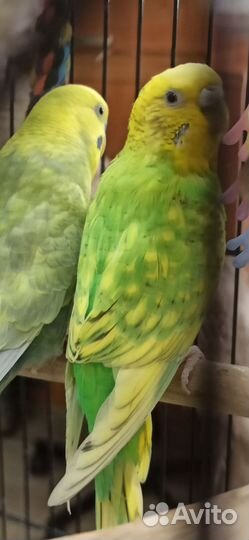 Волнистый попугай самка самец