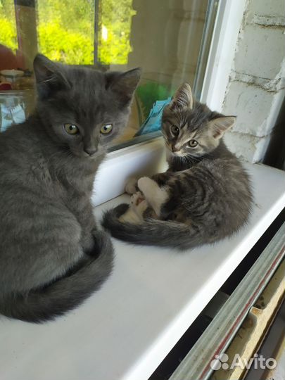 Отдам кота в добрые руки