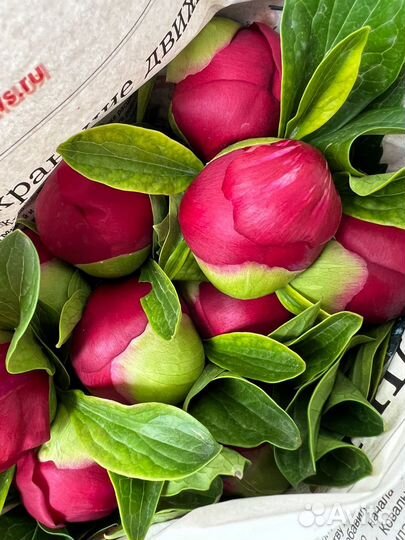 Цветы пион домашний