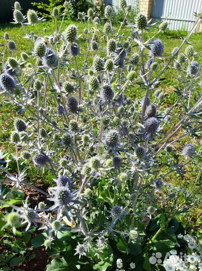 Синеголовник