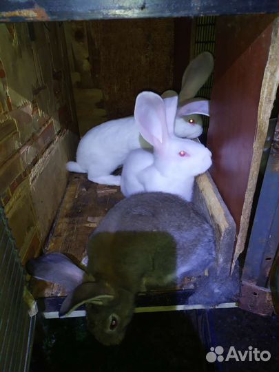 Продам кроликов