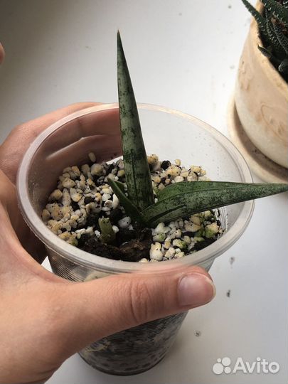 Сансевиерия бонселенсис