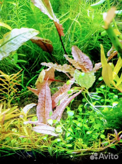 Эхинодорусы красные