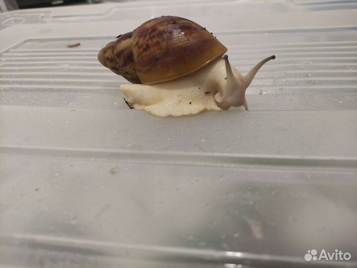Улитка архахатина маргината гипомеланик овум