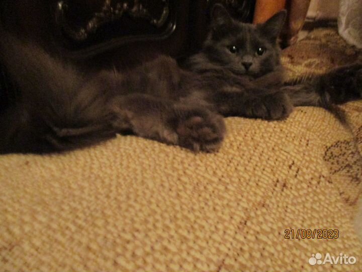 Подарю кошечку