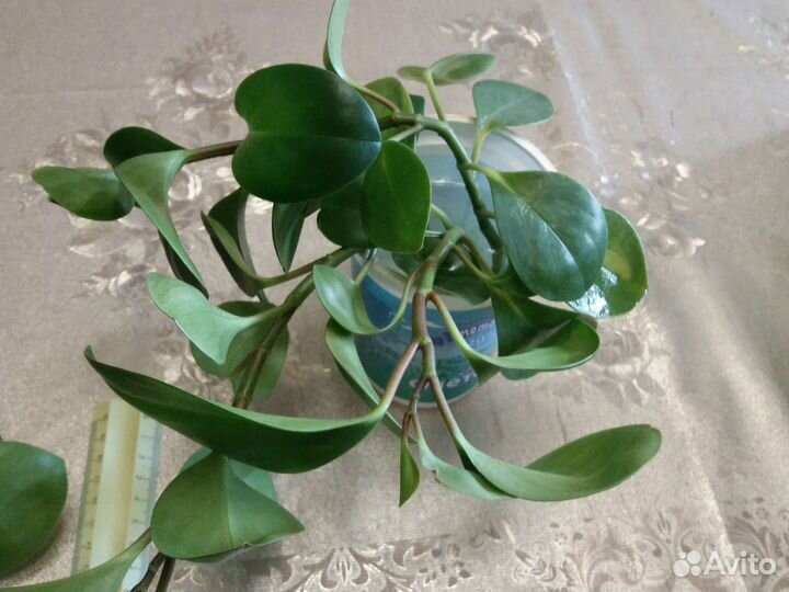 Пеперомия вариегатная