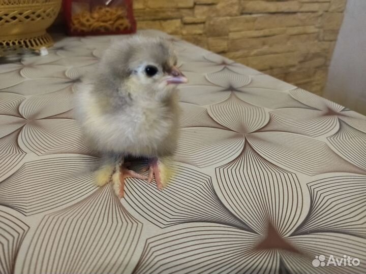 Цыплята кохинхин