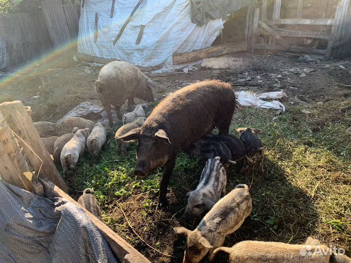 Продам поросят