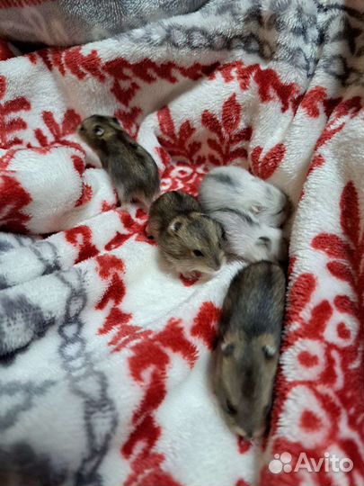 Джунгарский хомяки ручные