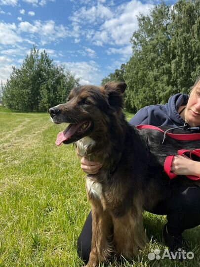 Замечательная, послушная собака из приюта