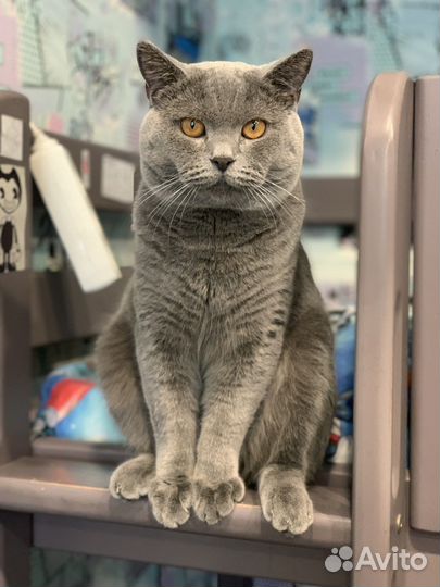 Вязка кота