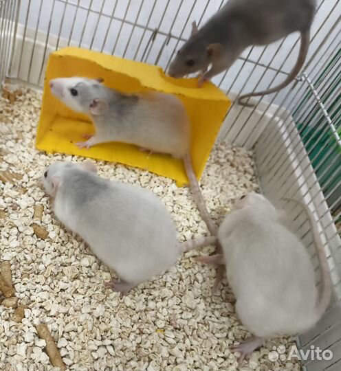 Крысы дамбо