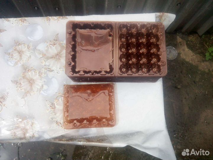 Ячейки для перепелиных яиц