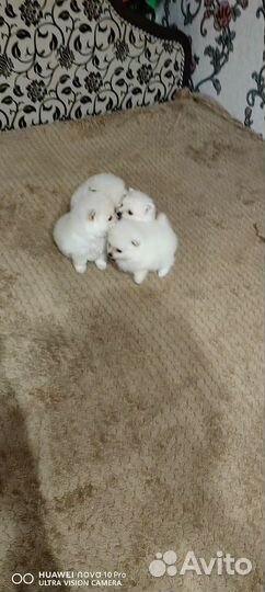 Щенки шпица