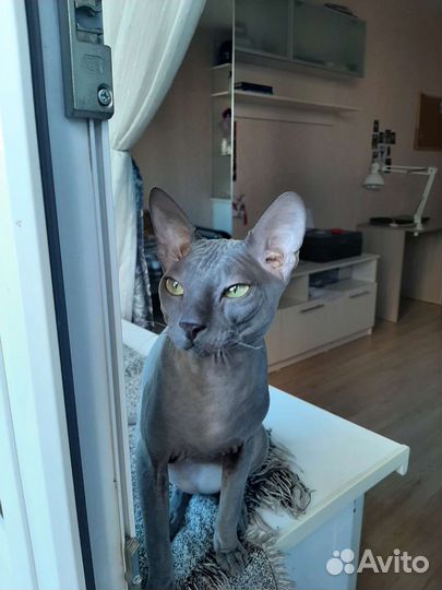 Донской сфинкс вязка