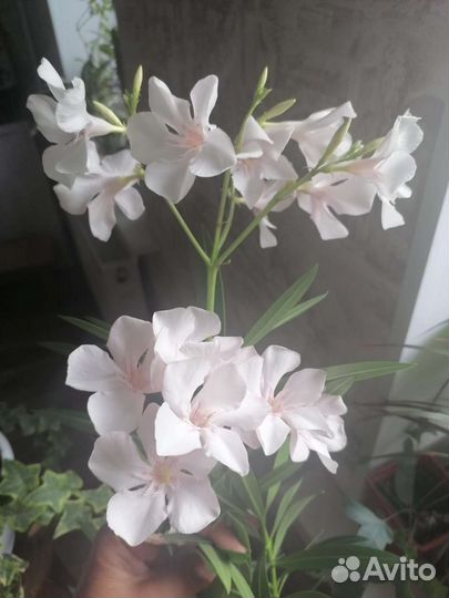 Клеродендр,Пахтстахис, Олеандр