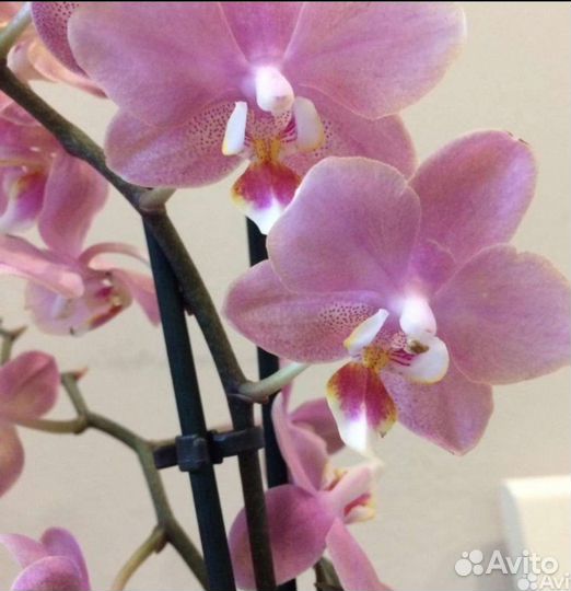 Орхидеи фаленопсис подростки Одорион, Мелион