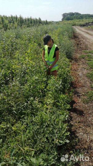 Саженцы сеянцы Дуб черешчатый