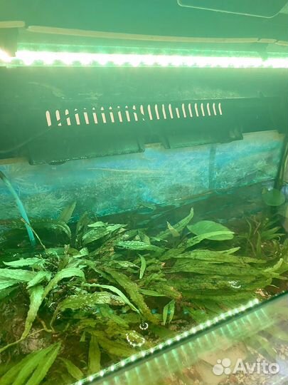 Аквариум 100l aquael с живыми растениями