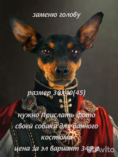 Собаки костюмы