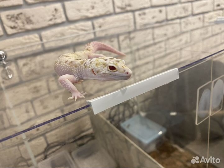 Геккон эублефар самец