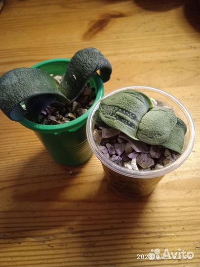 Комнатные растения.Суккуленты редкие и не очень