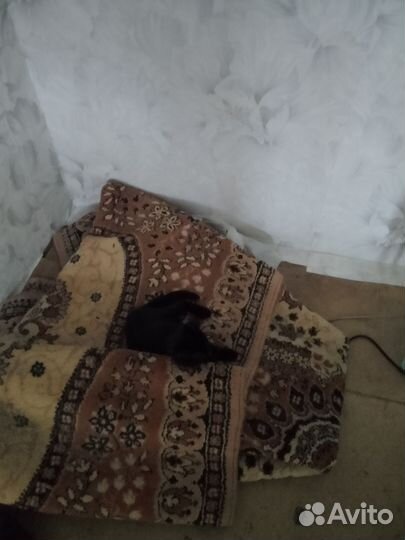 Котята в добрые ручки