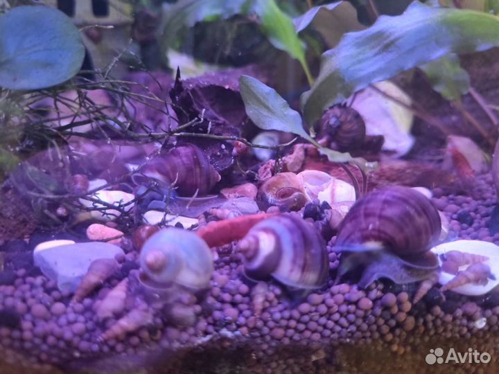 Улитки аквариумные ампулярии