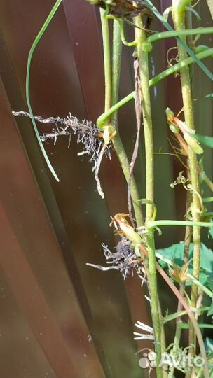 Девичий виноград