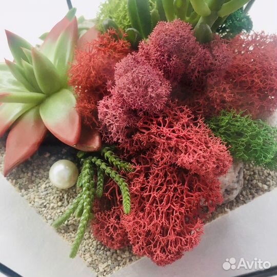 Флорариум с живыми суккулентами
