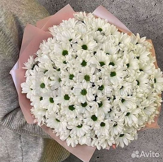 Хризантема