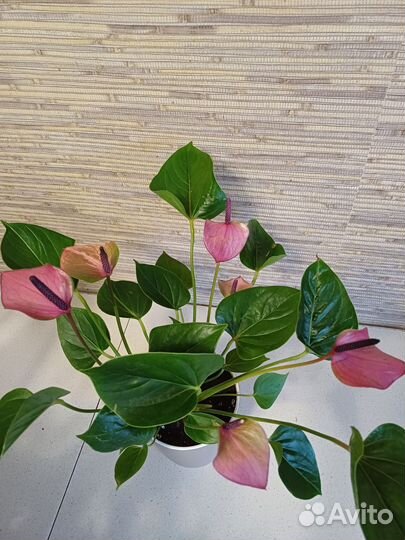 Антуриум беби пурпл