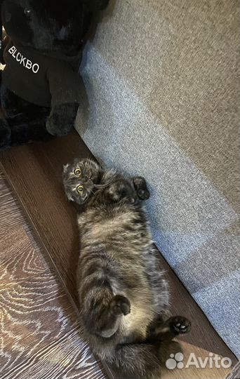 Кошечка в добрые руки