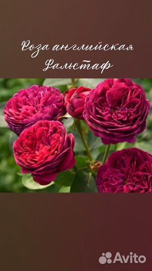 Саженцы роз