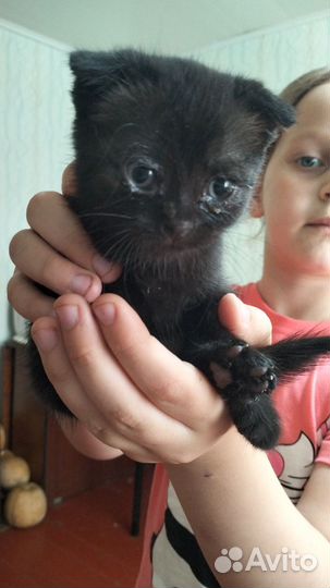 Кошки в добрые руки породистые