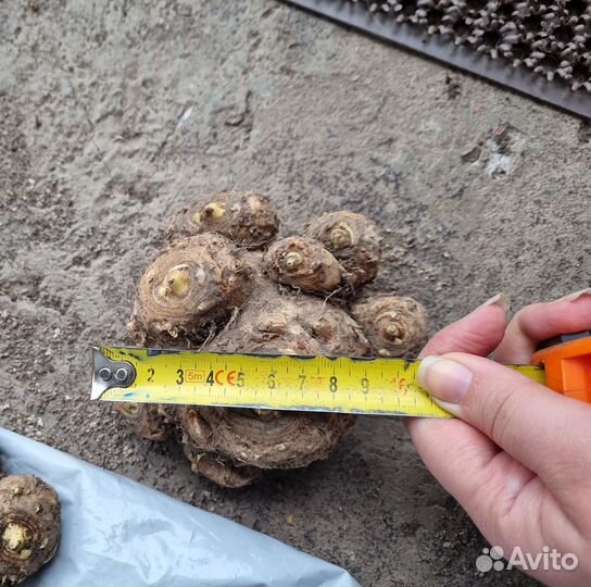 Клубни каллы