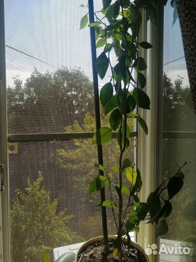 Цитрус мандариновое дерево