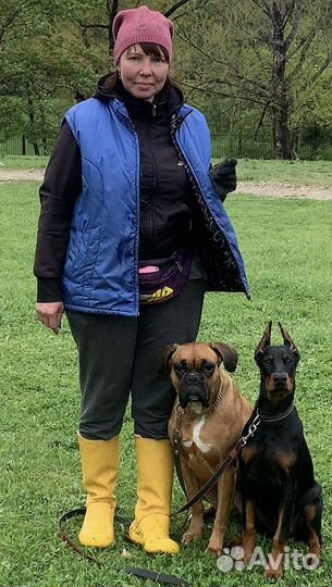 Дрессировка собак индивидуально и в группе